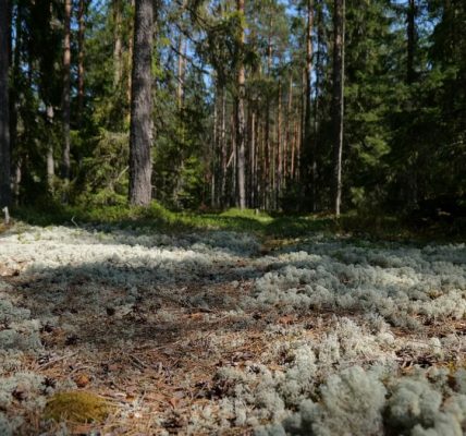 Explore a tranquil forest bathed in sunlight, with lush moss on the forest floor creating a serene atmosphere.