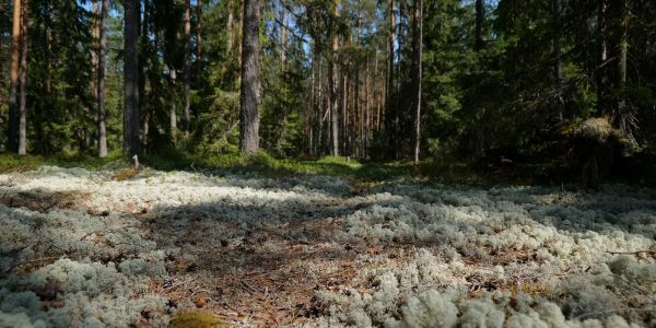 Explore a tranquil forest bathed in sunlight, with lush moss on the forest floor creating a serene atmosphere.